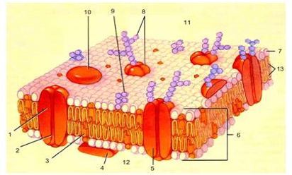 Giáo án Sinh học 10 Bài 9, 10: Tế bào nhân thực (tiếp theo) | Giáo án Sinh học 10 mới, chuẩn nhất