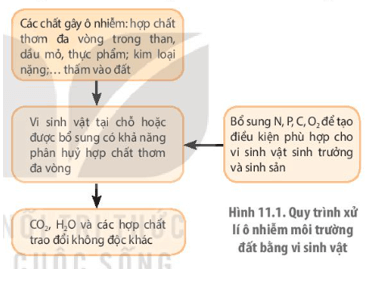 Giáo án Chuyên đề Sinh học 10 Kết nối tri thức Bài 11: Công nghệ ứng dụng vi sinh vật trong xử lý ô nhiễm môi trường (ảnh 3)
