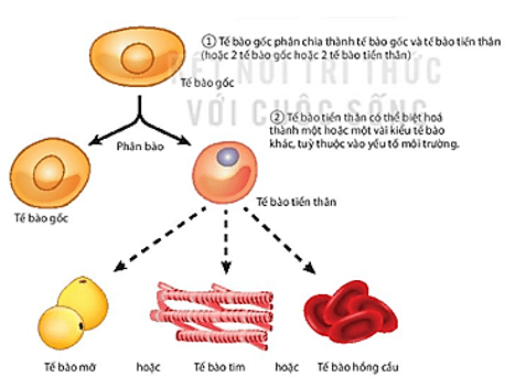 Giáo án Chuyên đề Sinh học 10 Kết nối tri thức Bài 2: Tế bào gốc và một số thành tựu