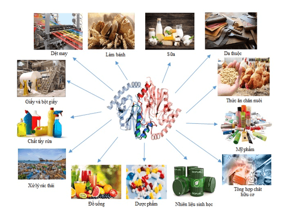 Giáo án Chuyên đề Sinh học 10 Kết nối tri thức Bài 6: Quy trình công nghệ sản xuất enzyme