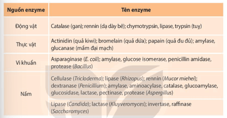 Giáo án Chuyên đề Sinh học 10 Kết nối tri thức Bài 6: Quy trình công nghệ sản xuất enzyme