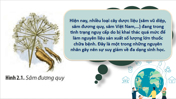 Giáo án điện tử Chuyên đề Sinh 10 Chân trời sáng tạo Bài 2: Công nghệ tế bào thực vật và thành tựu | PPT Chuyên đề Sinh học 10
