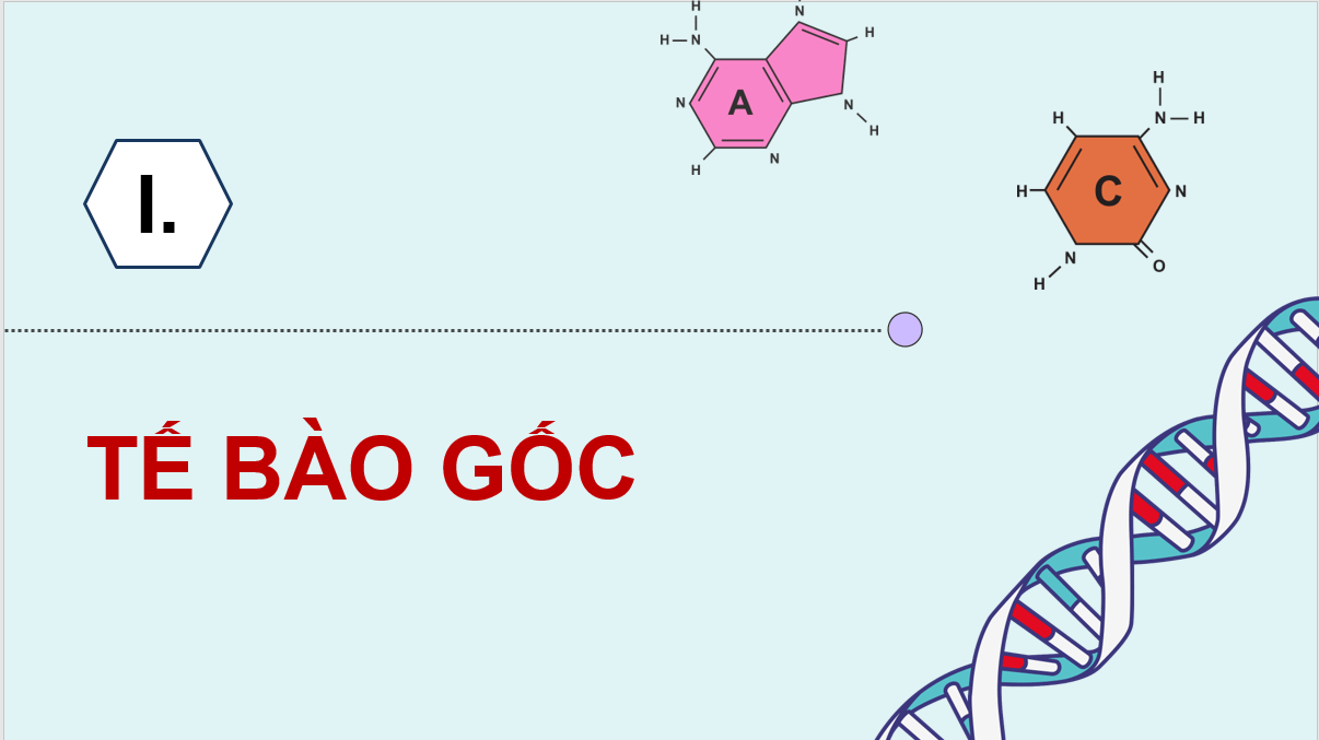 Giáo án điện tử Chuyên đề Sinh 10 Kết nối tri thức Giáo án điện tử Bài 2: Tế bào gốc và một số thành tựu | PPT Chuyên đề Sinh học 10