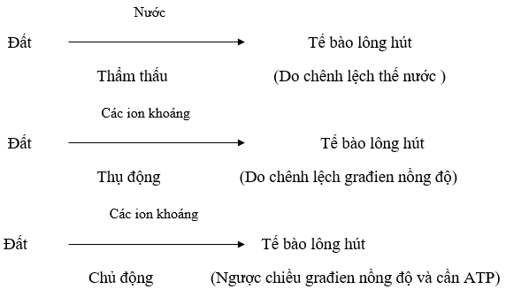 Giáo án Sinh học 11 Bài 1: Sự hấp thụ nước và muối khoáng ở rễ | Giáo án Sinh học 11 mới, chuẩn nhất