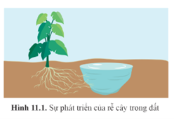 Giáo án Sinh học 11 Cánh diều Bài 11: Khái quát về cảm ứng ở sinh vật (ảnh 1)