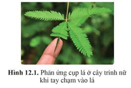 Giáo án Sinh học 11 Cánh diều Bài 12: Cảm ứng ở thực vật (ảnh 1)