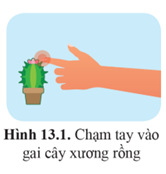 Giáo án Sinh học 11 Cánh diều Bài 13: Cảm ứng ở động vật (ảnh 1)