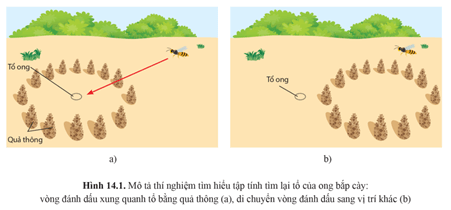 Giáo án Sinh học 11 Cánh diều Bài 14: Tập tính ở động vật (ảnh 1)