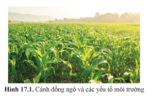 Giáo án Sinh học 11 Cánh diều Bài 17: Các nhân tố ảnh hưởng đến sinh trưởng và phát triển ở thực vật (ảnh 1)