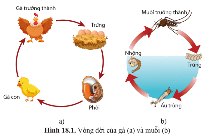 Giáo án Sinh học 11 Cánh diều Bài 18: Sinh trưởng và phát triển ở động vật