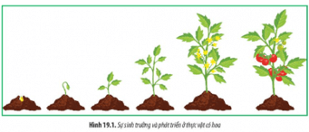 Giáo án Sinh học 11 Chân trời sáng tạo Bài 19: Khái quát về sinh trưởng và phát triển ở sinh vật