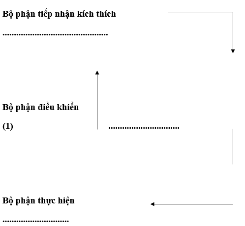 Giáo án Sinh học 11 Bài 20: Cân bằng nội môi | Giáo án Sinh học 11 mới, chuẩn nhất