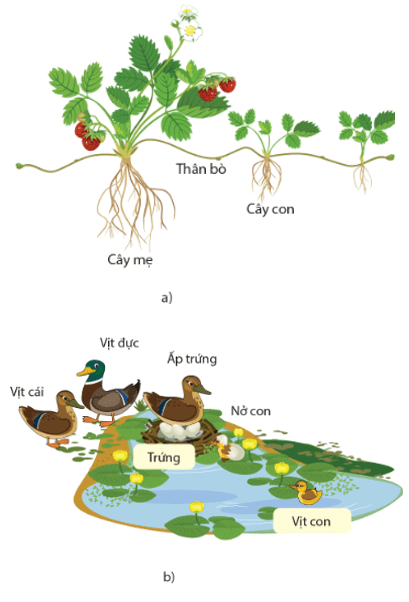 Giáo án Sinh học 11 Cánh diều Bài 20: Khái quát về sinh sản ở sinh vật