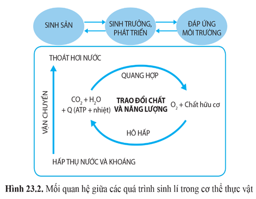 Giáo án Sinh học 11 Cánh diều Bài 23: Cơ thể là một thể thống nhất