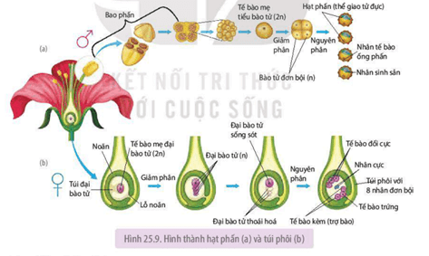 Giáo án Sinh học 11 Kết nối tri thức Bài 25: Sinh sản ở thực vật