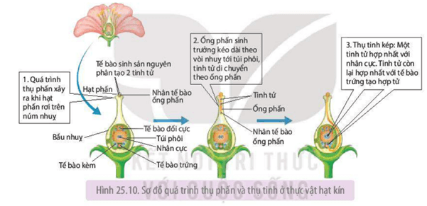 Giáo án Sinh học 11 Kết nối tri thức Bài 25: Sinh sản ở thực vật
