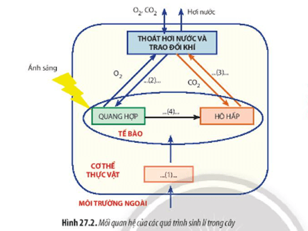 Giáo án Sinh học 11 Chân trời sáng tạo Bài 27: Cơ thể sinh vật là một hệ thống mở và tự điều chỉnh