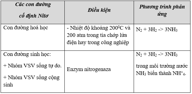 Giáo án Sinh học 11 Bài 5, 6: Dinh dưỡng nitơ ở thực vật | Giáo án Sinh học 11 mới, chuẩn nhất