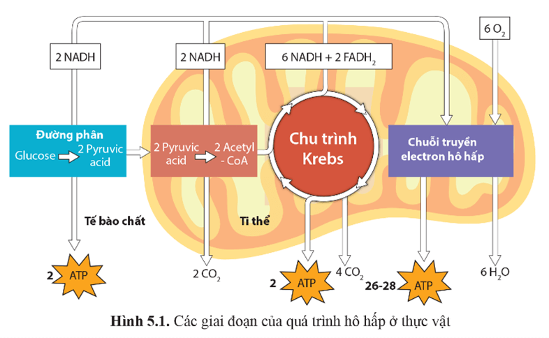 Giáo án Sinh học 11 Cánh diều Bài 5: Hô hấp ở thực vật (ảnh 1)