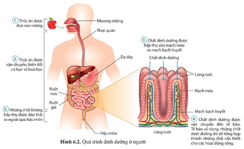 Giáo án Sinh học 11 Cánh diều Bài 6: Dinh dưỡng và tiêu hóa ở động vật (ảnh 3)