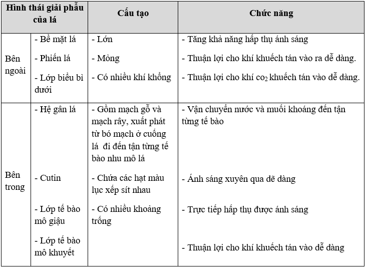 Giáo án Sinh học 11 Bài 8: Quang hợp ở thực vật | Giáo án Sinh học 11 mới, chuẩn nhất