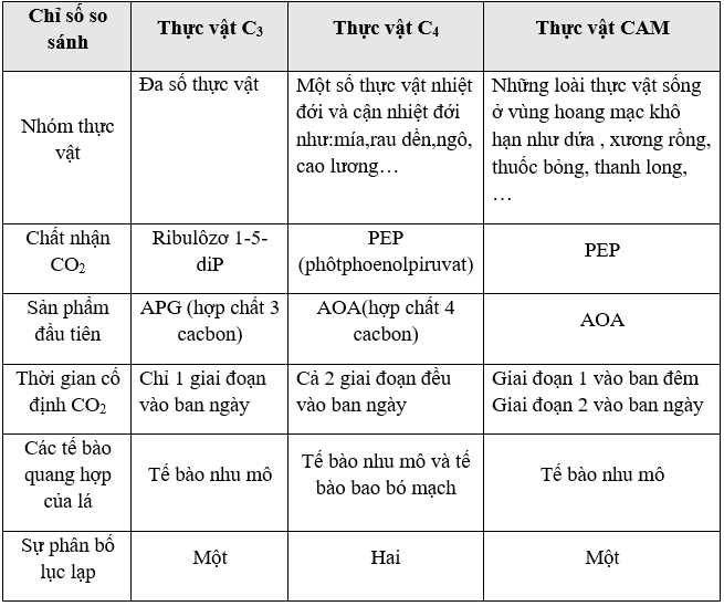 Giáo án Sinh học 11 Bài 9: Quang hợp ở các nhóm thực vật C3, C4 và CAM | Giáo án Sinh học 11 mới, chuẩn nhất