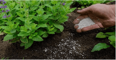 Giáo án Chuyên đề Sinh học 11 Kết nối tri thức Bài 3: Dự án: Điều tra tình hình sử dụng phân bón tại địa phương hoặc thực hành trồng cây với các kĩ thuật bón phân phù hợp