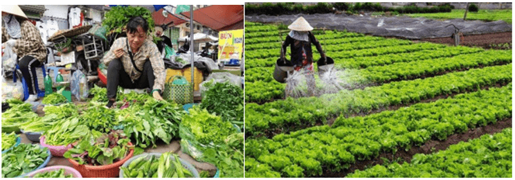 Giáo án Chuyên đề Sinh học 11 Kết nối tri thức Bài 3: Dự án: Điều tra tình hình sử dụng phân bón tại địa phương hoặc thực hành trồng cây với các kĩ thuật bón phân phù hợp