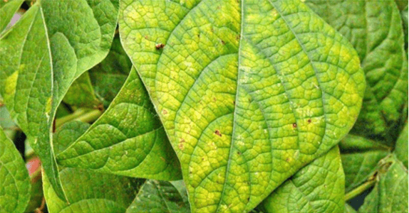 Giáo án Chuyên đề Sinh học 11 Kết nối tri thức Bài 3: Dự án: Điều tra tình hình sử dụng phân bón tại địa phương hoặc thực hành trồng cây với các kĩ thuật bón phân phù hợp