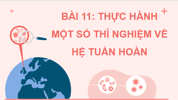 Giáo án điện tử Sinh 11 Kết nối tri thức Bài 11: Thực hành: Một số thí nghiệm về tuần hoàn | PPT Sinh học 11