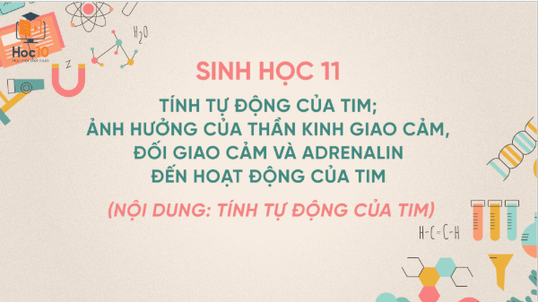 Giáo án điện tử Sinh 11 Kết nối tri thức Bài 11: Thực hành: Một số thí nghiệm về tuần hoàn | PPT Sinh học 11