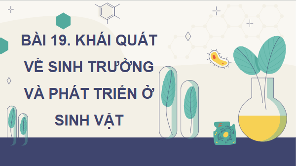 Giáo án điện tử Sinh 11 Kết nối tri thức Bài 19: Khái quát về sinh trưởng và phát triển ở sinh vật | PPT Sinh học 11