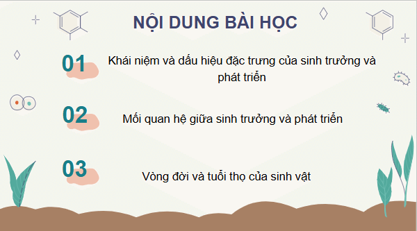 Giáo án điện tử Sinh 11 Kết nối tri thức Bài 19: Khái quát về sinh trưởng và phát triển ở sinh vật | PPT Sinh học 11