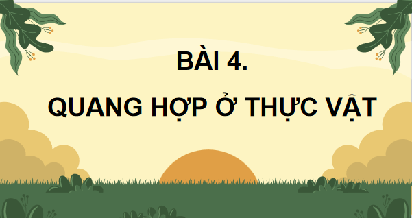 Giáo án điện tử Sinh 11 Kết nối tri thức Bài 4: Quang hợp ở thực vật | PPT Sinh học 11