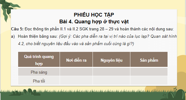 Giáo án điện tử Sinh 11 Kết nối tri thức Bài 4: Quang hợp ở thực vật | PPT Sinh học 11