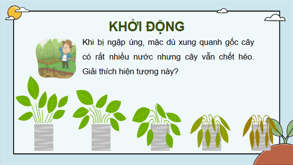 Giáo án điện tử Sinh 11 Cánh diều Bài 5: Hô hấp ở thực vật | PPT Sinh học 11
