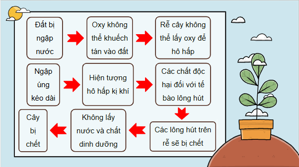 Giáo án điện tử Sinh 11 Cánh diều Bài 5: Hô hấp ở thực vật | PPT Sinh học 11