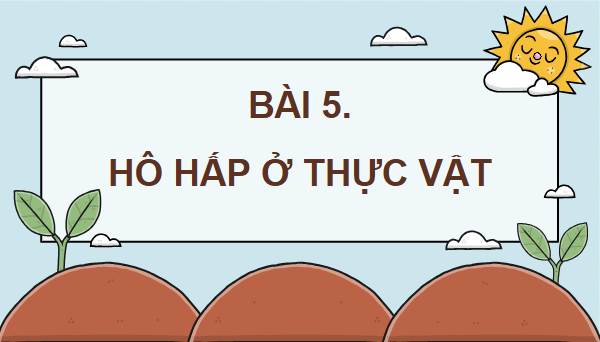 Giáo án điện tử Sinh 11 Cánh diều Bài 5: Hô hấp ở thực vật | PPT Sinh học 11