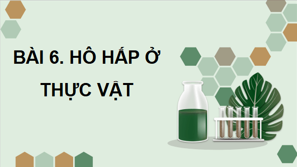 Giáo án điện tử Sinh 11 Chân trời sáng tạo Bài 6: Hô hấp ở thực vật | PPT Sinh học 11