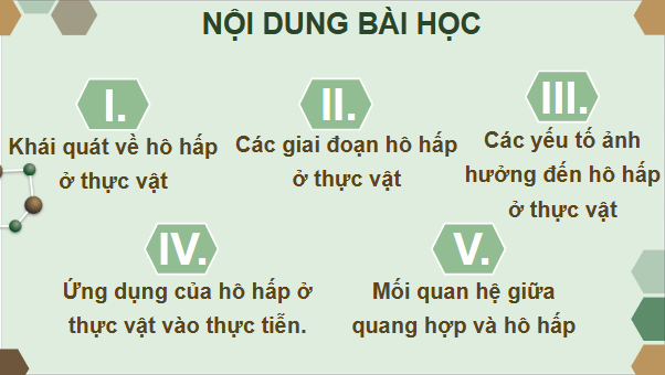 Giáo án điện tử Sinh 11 Chân trời sáng tạo Bài 6: Hô hấp ở thực vật | PPT Sinh học 11