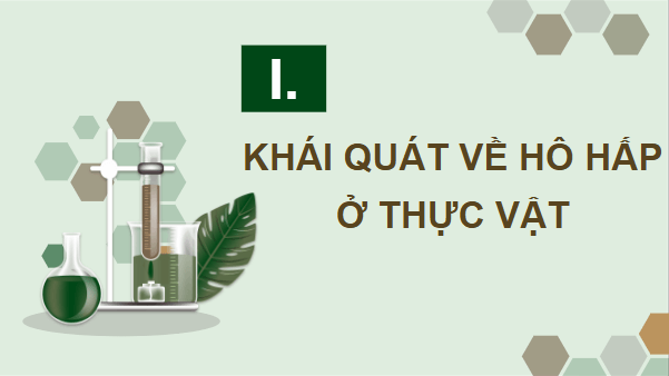 Giáo án điện tử Sinh 11 Chân trời sáng tạo Bài 6: Hô hấp ở thực vật | PPT Sinh học 11