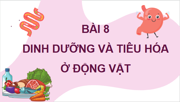 Giáo án điện tử Sinh 11 Chân trời sáng tạo Bài 8: Dinh dưỡng và tiêu hóa ở động vật | PPT Sinh học 11