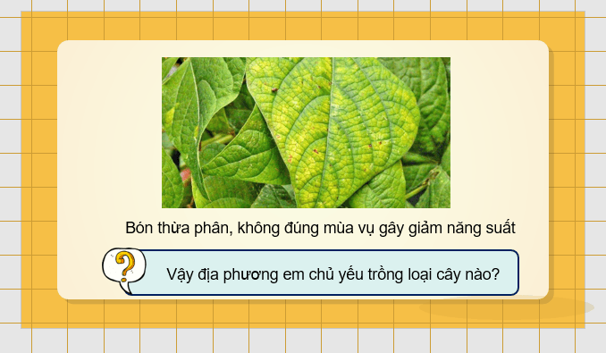 Giáo án điện tử Chuyên đề Sinh 11 Kết nối tri thức Bài 3: Dự án: Điều tra tình hình sử dụng phân bón tại địa phương hoặc thực hành trồng cây với các kĩ thuật bón phân phù hợp | PPT Chuyên đề Sinh học 11