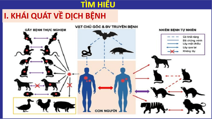 Giáo án điện tử Chuyên đề Sinh 11 Chân trời sáng tạo Bài 6: Một số bệnh dịch phổ biến ở người | PPT Chuyên đề Sinh học 11