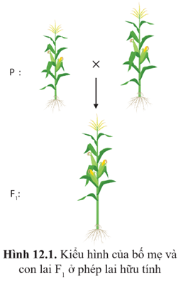 Giáo án Sinh học 12 Cánh diều Bài 12: Thành tựu chọn, tạo giống bằng lai hữu tính