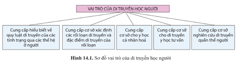 Giáo án Sinh học 12 Cánh diều Bài 14: Di truyền học người