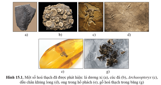 Giáo án Sinh học 12 Cánh diều Bài 15: Bằng chứng tiến hoá