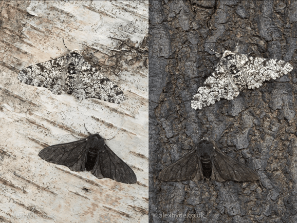 Giáo án Sinh học 12 Cánh diều Bài 17: Thuyết tiến hóa tổng hợp hiện đại (Phần 1)