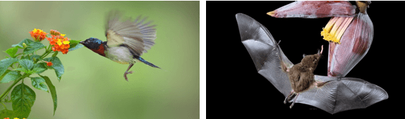 Giáo án Sinh học 12 Cánh diều Bài 18: Thuyết tiến hóa tổng hợp hiện đại (Phần 2)