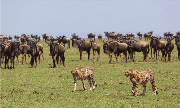 Giáo án Sinh học 12 Cánh diều Bài 22: Sinh thái học quần xã